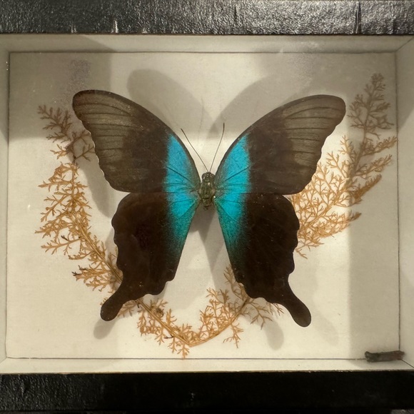 Real Butterfly in frame - Picture 2 of 5